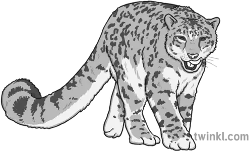Snow Leopard Black And White 1 Illustration Twinkl Jaguar Png Snow Leopard Png