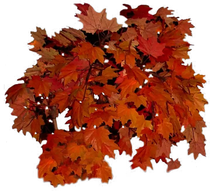 Fall Leaves Transparent Background Real Autumn Leaves Png Fall Leaf Transparent