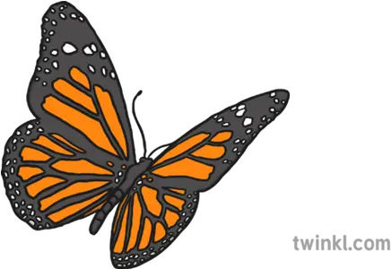 Monarch Butterfly Illustration Twinkl Monarch Butterfly Black White Png Monarch Butterfly Png