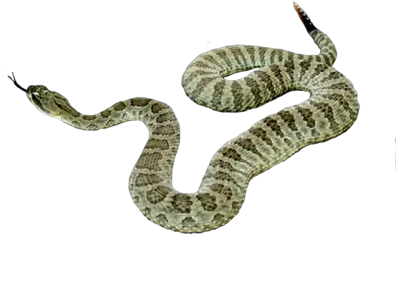 Snake Png Picture Animales De Sangre Fria Png Snakes Png