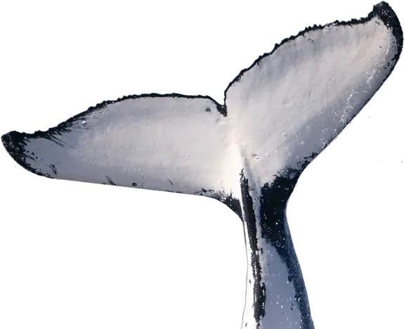 Humpback Whale Tail Png Transparent Whale Tail Png Tail Png