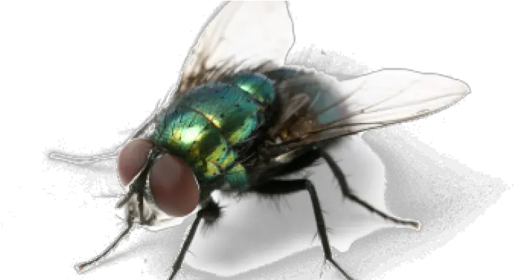 Green Fly Png Clipart Background Most Annoying Things About Summer Fly Png