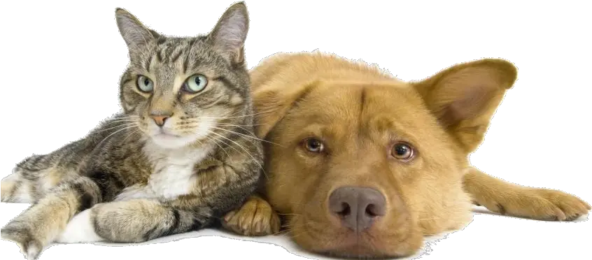 Format Max Png V22 Pictures Cat And Dog Cats And Dogs Together Sad Cat Png