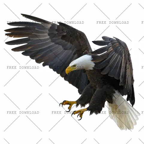 Eagle Hawk Kite Bird Png Image With Transparent Background