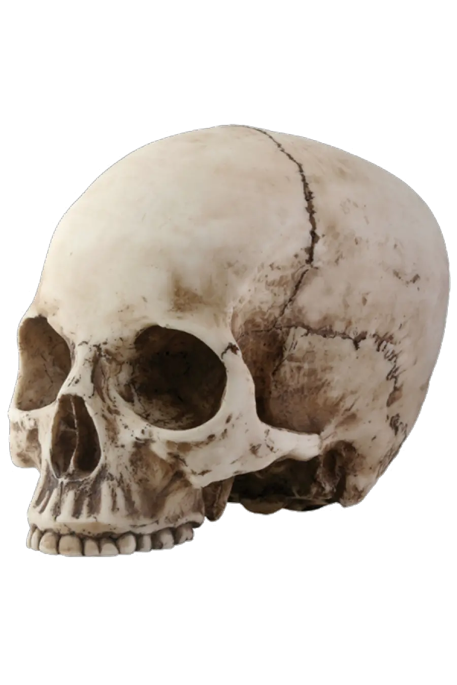Skull Png Image Skull Head Transparent Background Skeleton Png Transparent