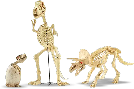 Download A Assortment Of Dinosaur Skeletons Dinosaur Skeleton Png Dinosaur Skull Png