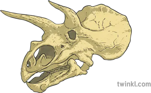 Triceratops Skull Dinosaur Bones Ar Twinkl Go Science Skull Png Skull And Bones Png