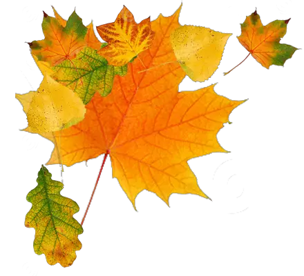 Autumn Leaves Transparent Background 23471 Transparentpng Autumn Leaves Free Png Leaf With Transparent Background
