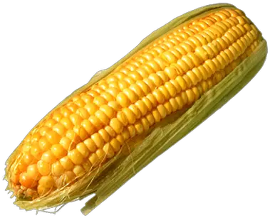Corn Solo Leaves Transparent Png Stickpng Corn Cob Transparent Background Corn Cob Png