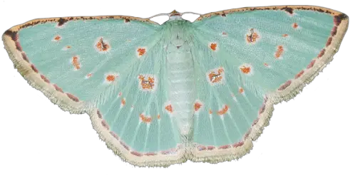 Pin By M Comostola Laesaria Png Dirt Transparent