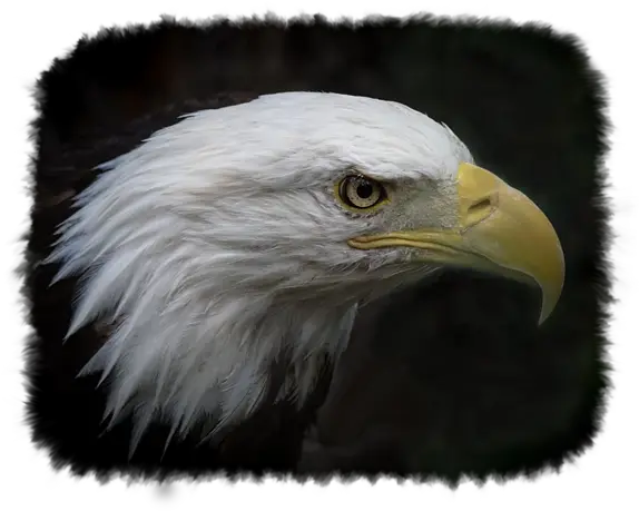 American Bald Eagle Kids T Shirt Bald Eagle Png Bald Eagle Transparent