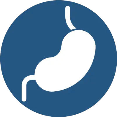 Gastro Intestinal Tract U2013 Toronto Adult Cystic Fibrosis Centre Language Png Full Stomach Icon