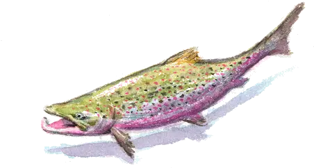 Fish Transparent PNG