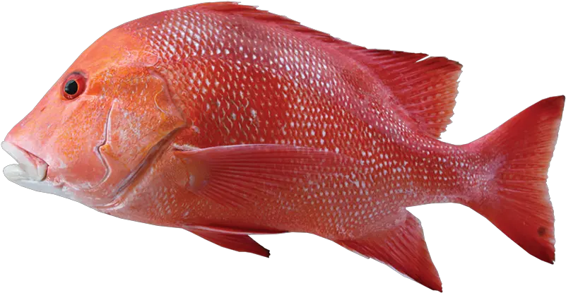 Red Snapper Png Red Emperor Red Emperor Fish 1970089 Australian Red Emperor Fish School Of Fish Png