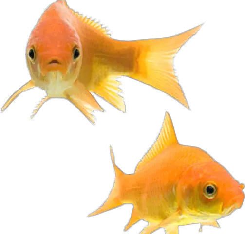 Download Two Goldfish Hd Png Uokplrs Gold Fishes Png Goldfish Png