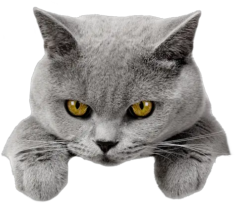 Tête De Chat Png Image Tete De Chat Png Chat Logosu