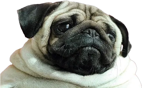 Pug Png Transparent 6 Image Pug Face Png Pug Transparent Background