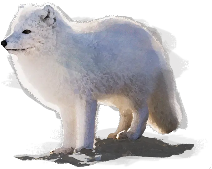 Arctic Fox Zoo Ecomuseum Arctic Fox Png Arctic Fox Png