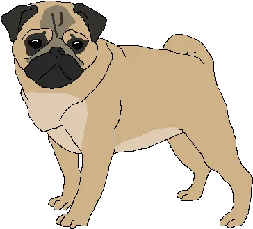 Pug Transparent Images Imagenes De Pug Con Cactus Png Pug Transparent