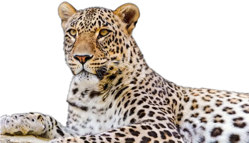 Persian Leopard Snow Desktop Amur Leopard Png Snow Leopard Png