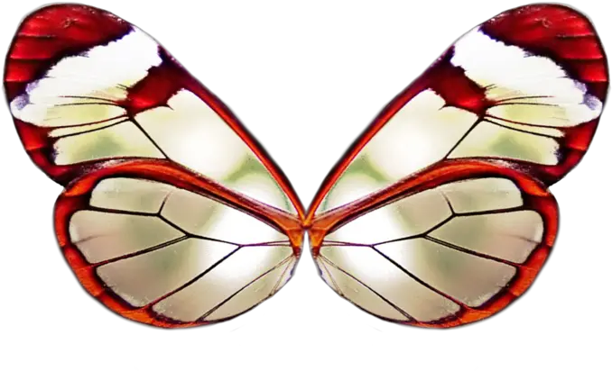 Red Butterfly Wings Png Real Red Butterfly Wings Butterfly Wing Png