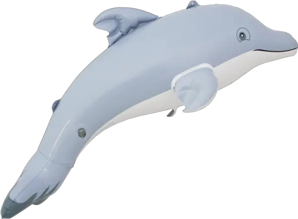 24 Dolphin Inflatable Common Bottlenose Dolphin Png Dolphin Transparent