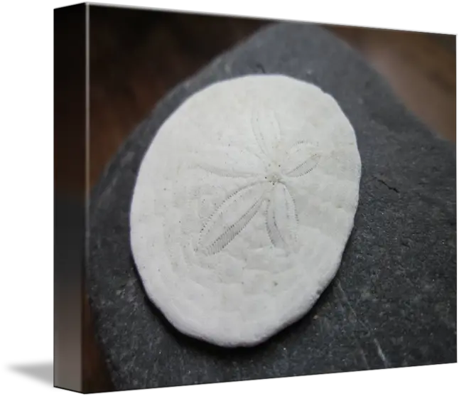 Sand Dollar By Izzy F Sand Dollar Png Sand Dollar Png