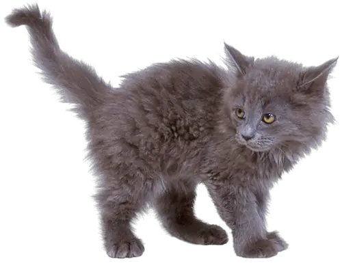 Grey Kitten Cat Transparent Png Stickpng Grey Cat Png Cat With Transparent Background