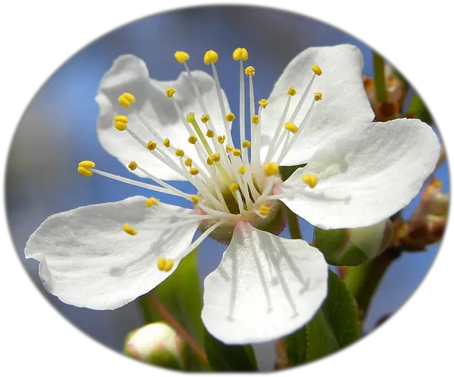 Fileblossom Of Mirabelle Plum Cropped Transparentpng Mirabelle Plum Flower Plum Png