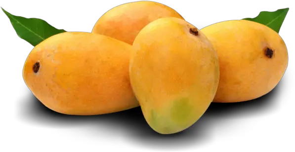 Alphonso Mango Png 1 Image Mango Images Of Fruits Mango Transparent Background