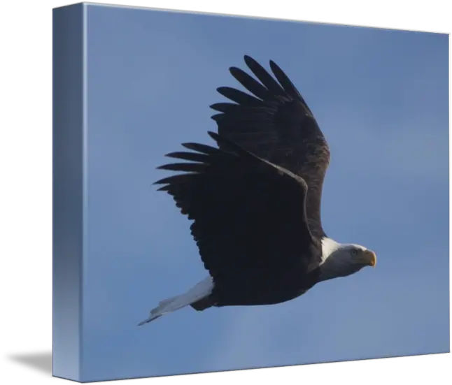 Eagle Flying By Kurt Thorson Bald Eagle Png Eagle Flying Png