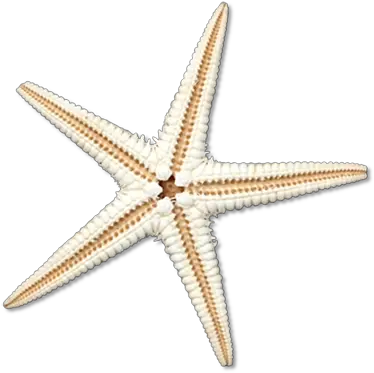 Sea Star Png Transparent Image Sea Star Png Sea Star Png