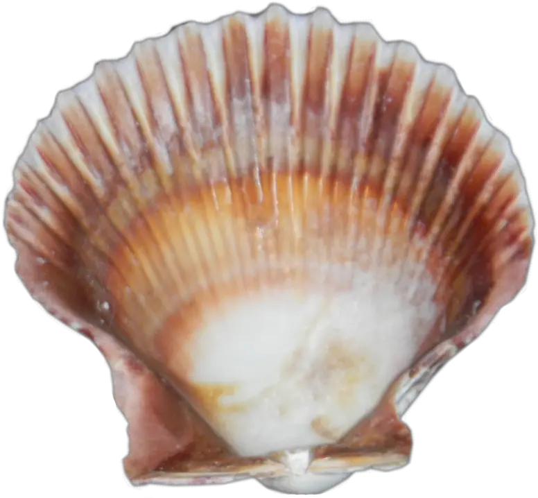 Png Images Sea Shell Png Sea Shell Png
