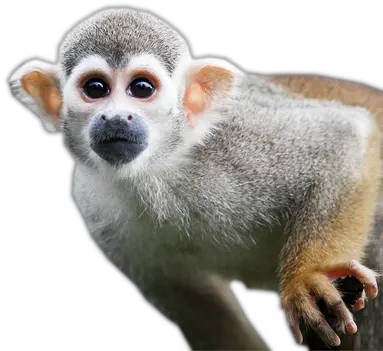 Monkeys Png 3 Image Small Monkey Png Monkey Transparent Background