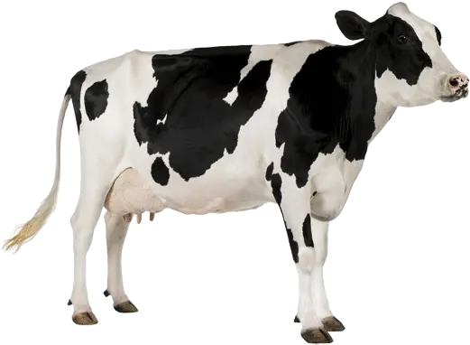 Download Free Png Background Cowtransparent Dlpngcom Milk Australian Cow Png Cow Transparent