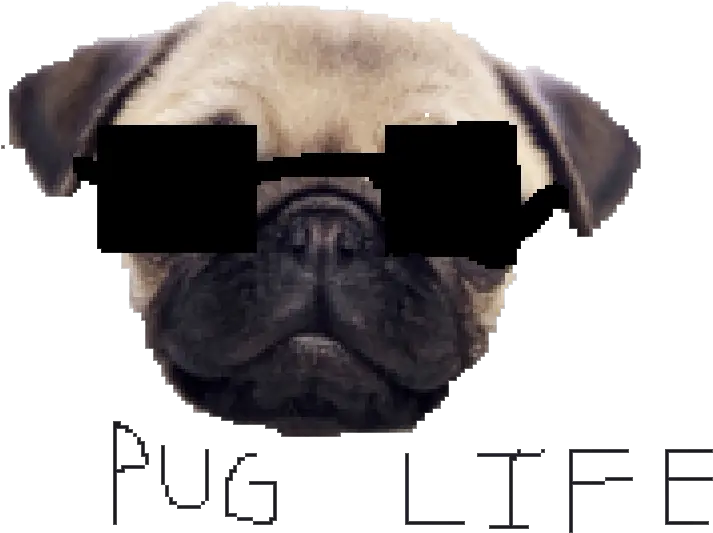 Download Pug Life Clipart Hq Png Image Pug Thug Life Png Pug Transparent