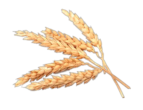 Cracked Wheat Transparent Png Wheat Spikes Png Wheat Transparent Background