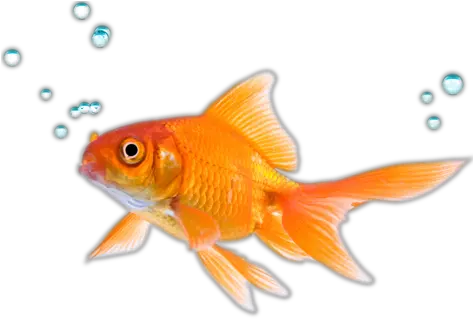 Png Hd Transparent Fish Play Against The Fish Fish Swimming Png