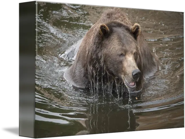 Brown Bear Dripping Water Grizzly Bear Png Water Drip Png