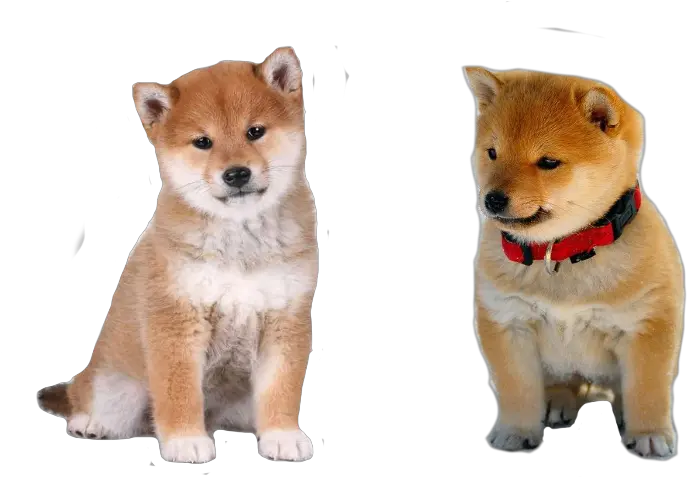 Actual Baby Doge And Cheems Pngs Are Shiba Inu Puppy Shiba Inu Png