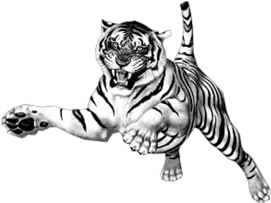 Tigers Transparent Png Images White Tiger Roar Png Tiger Png