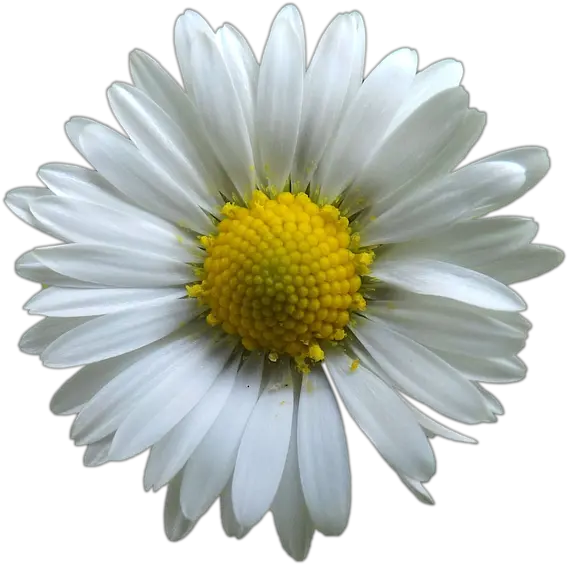 Chamomile Flower Transparent Background Png Play Dessin Fleur Blanche Yellow Flower Transparent Background