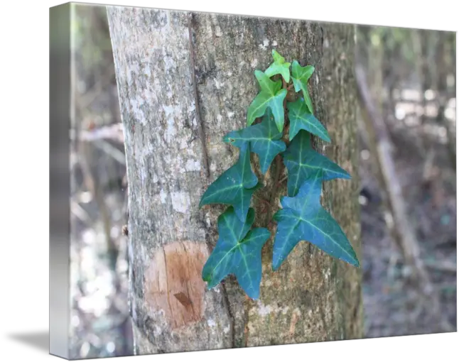 Ivy Leaves By Dedah Studios Common Ivy Png Ivy Leaf Png