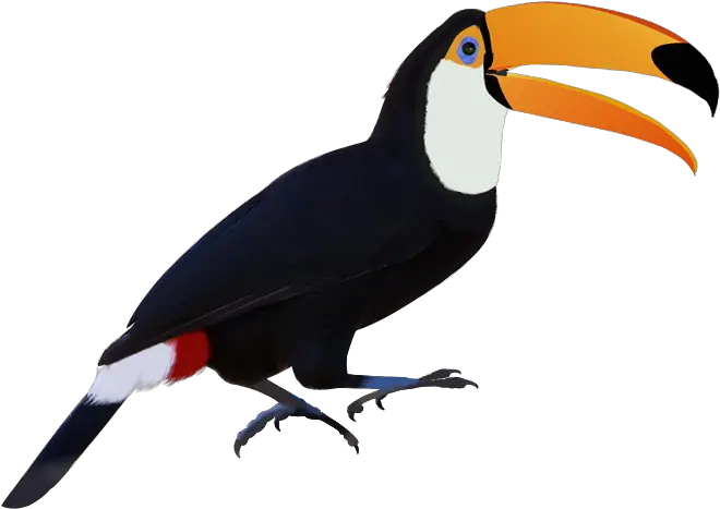 Download Toucan Png Image With No Background Pngkeycom Toco Toucan Toucan Png