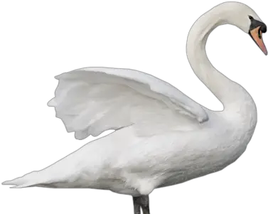 Download Tundra Swan Png Swan Png