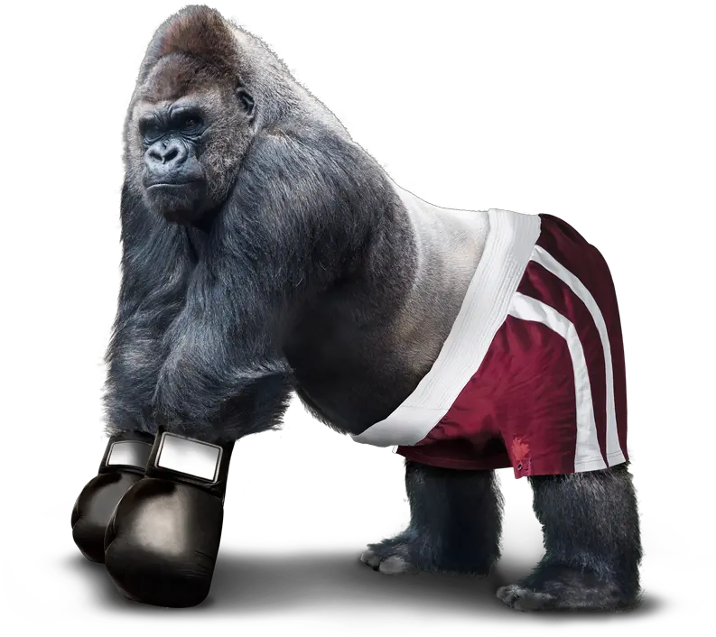 Design Agency Birmingham Gorilla Boxer Real Images Of Gorilla Png Gorilla Png