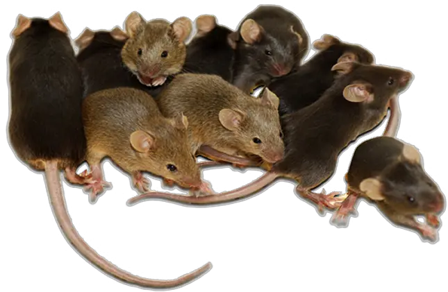 Camel Transparent Background U2013 Gameznet Royalty Free Stock Media Mice In A Cage Png Rat Transparent Background