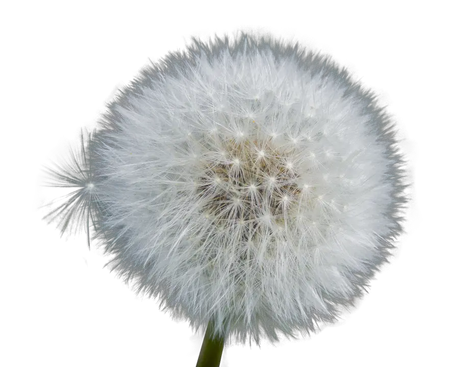 Download Dandelion Png Image With No Flower Dandelion Transparent Background Dandelion Png