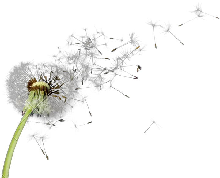 Dandelion Png Hd Transparent Dandelion Flower Png Dandelion Png