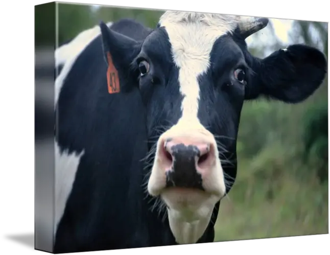 Cow Face By Mary Frances Dairy Cow Png Cow Face Png